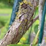 Actinidia arguta Bark