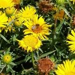 Inula ensifolia Flower