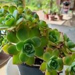 Aeonium haworthii Квітка