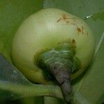 Clusia flava Fruit