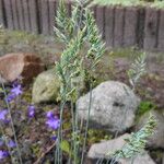 Festuca cinereaFlors