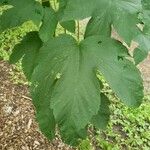 Acer velutinum Leaf