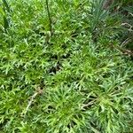 Saxifraga trifurcata Blatt