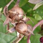 Ipomoea purpurea Frukt