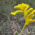 Anigozanthos humilis फूल