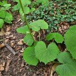 Petasites albus Leaf