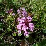 Thymus serpyllumFloro