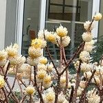 Edgeworthia chrysantha 花