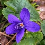 Viola odorataFlor