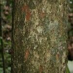 Pradosia ptychandra Bark