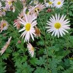 Chrysanthemum zawadzkii Feuille