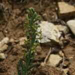 Thymelaea pubescens Blatt