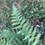 Dryopteris marginalis Leaf