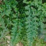 Asplenium fontanum Blatt