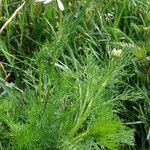 Tripleurospermum maritimum Habitus