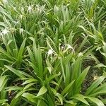 Crinum asiaticumBlad