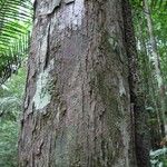 Chaetocarpus schomburgkianus Corteza