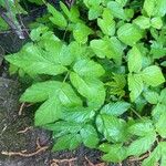 Aegopodium podagraria Leaf