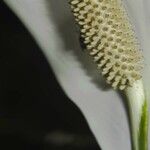 Spathiphyllum friedrichsthalii Annet