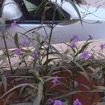 Ruellia simplexLeaf