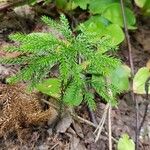 Lycopodium dendroideum Alkat (teljes növény)