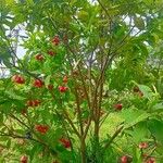 Syzygium samarangense Листок