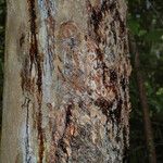 Canarium strictum Bark