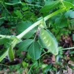 Vicia johannis Frucht