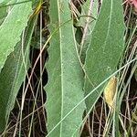 Centaurea uniflora Leaf