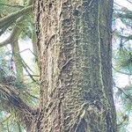 Pinus heldreichii Casca