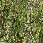 Juncus trifidus Meyve