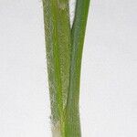 Carex hirta Cortiza