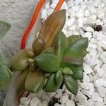 Sedum hernandezii Foglia