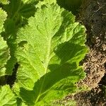 Primula malacoides Leaf