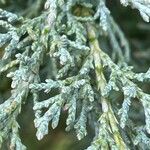 Juniperus scopulorum Hostoa