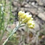 Helichrysum stoechas Цвят