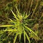 Cannabis sativa Blad