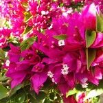 Bougainvillea glabraVirág