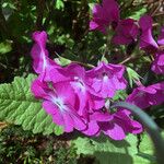 Primula sieboldii Blomma