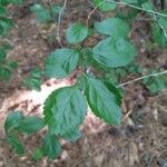 Crataegus uniflora Blatt