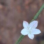 Oxygonum sinuatum പുഷ്പം