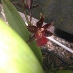 Dendrobium virotii Blomma
