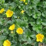 Potentilla megalantha Habit