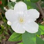 Philadelphus coronarius L.Flor