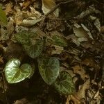 Asarum virginicum Habitus