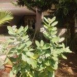 Calotropis gigantea Flor