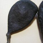 Ormosia costulata Nyingine