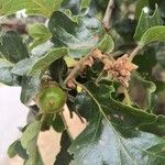 Quercus garryana Blad