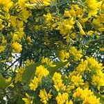 Genista monspessulanaFloro