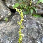 Habenaria tridactylites Квітка